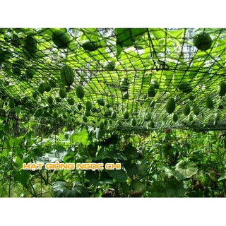 Hạt Giống Quả Dưa Hấu Mini - 10 Hạt