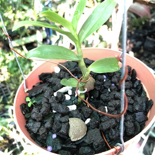 [1kg] phân trùn quế cao cấp vermis