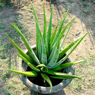 Nha đam con giống Mỹ ( 15-25cm)