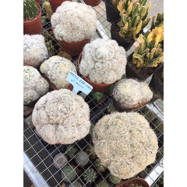 cây xương rồng mami,bông tuyết mammillaria plumosa