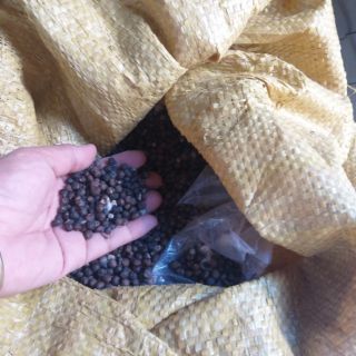 Hạt bông gòn 50/kg