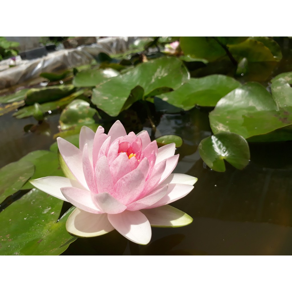 Cây hoa súng Thái Lan màu hồng phúc K-02