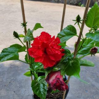 Bông bụp kép (tặng kèm phân bón)