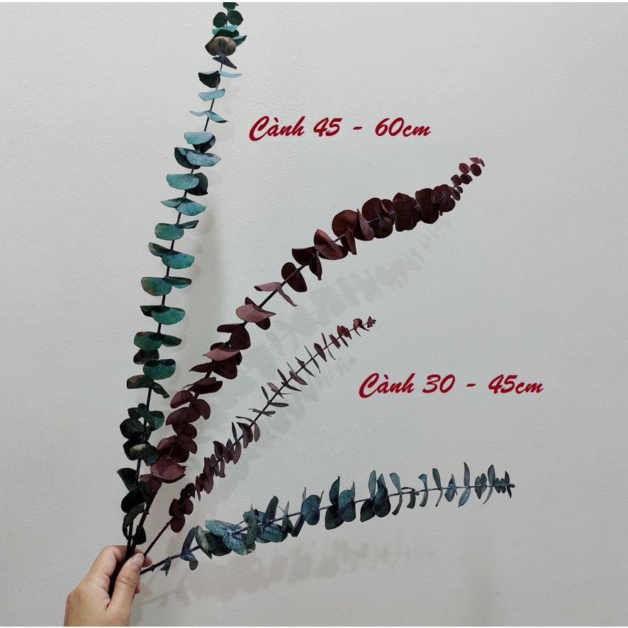 ❤️Hoa Khô - Cành Lá Khuynh Diệp Khô Eucalyptus ❤️ Decor trang trí, phụ kiện chụp ảnh