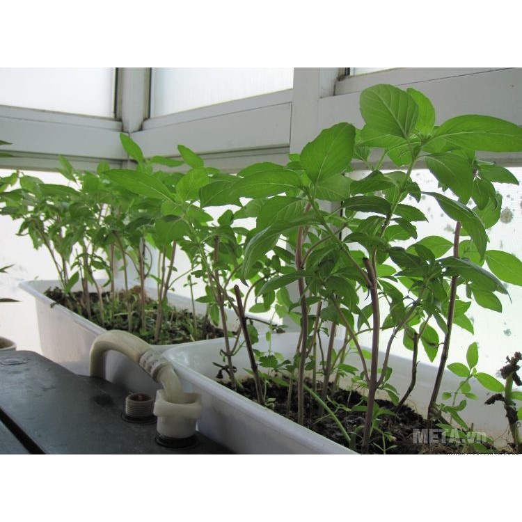 Hạt giống húng quế thơm 5gr HN