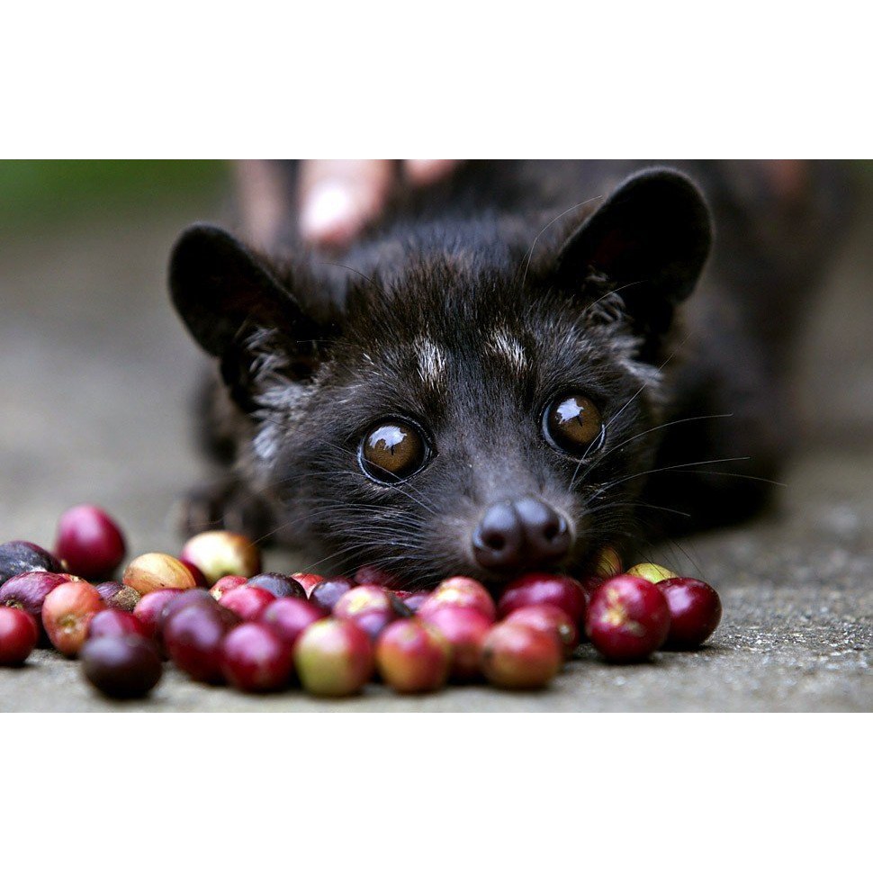 Cà Phê rang xay Chồn BAN MÊ ĐỎ 500g