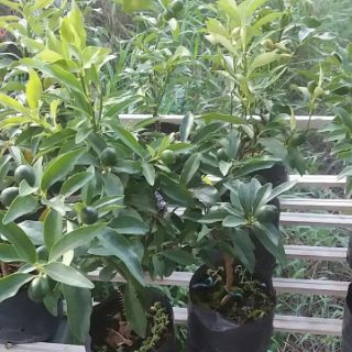 Cây Tắt Ngọt (Tắt Thái)