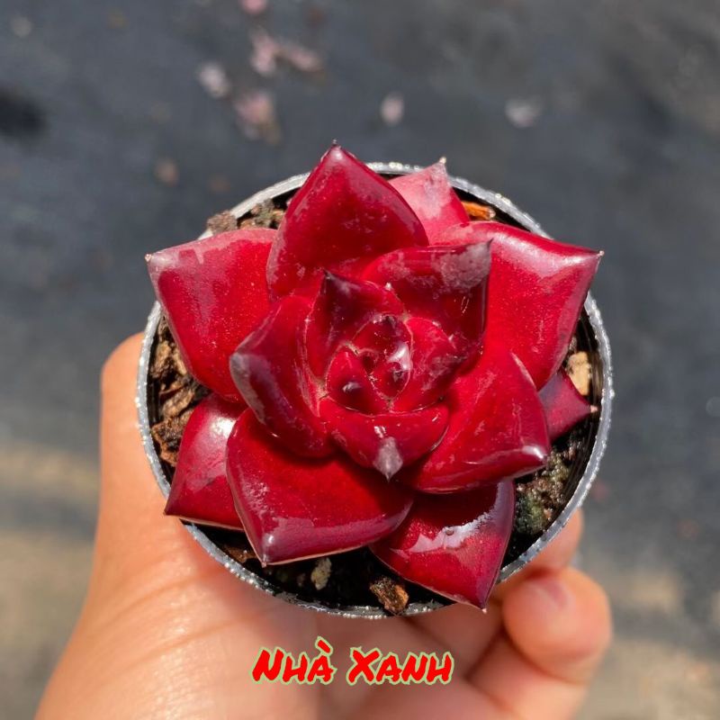 Mới sale 60% - Sen đế đỏ rực dòng đế Mini không bay màu.