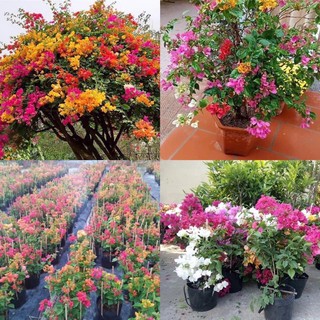 Hoa Giấy Mix Màu