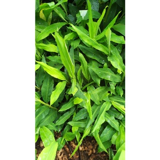 củ gừng gió tươi 1kg