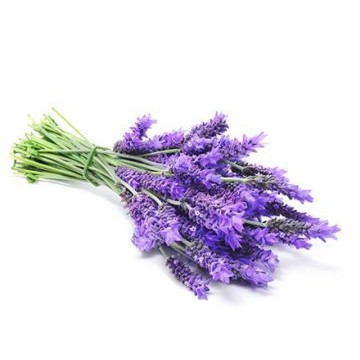 Tinh dầu Lavender- hàng chưng cất