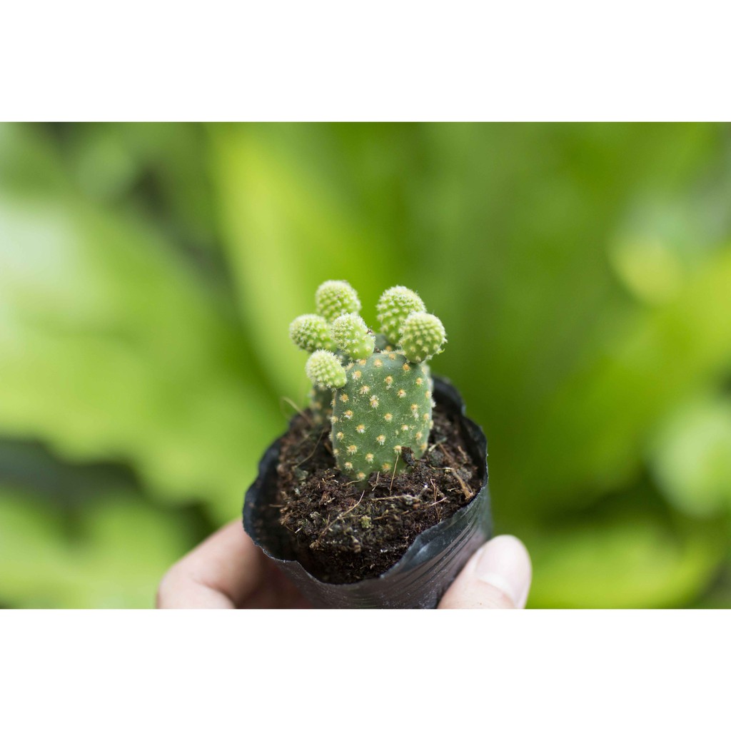 Xương rồng tai thỏ - Vườn sen đá