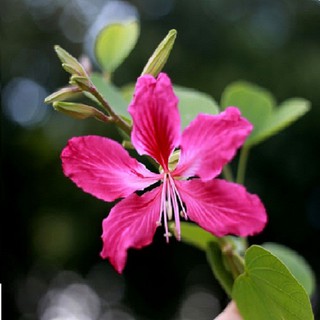 COMBO 2 CÂY GIỐNG HOA BAN TÍM SIÊU ĐẸP