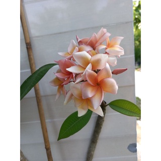 cây sứ đại thái màu mới hoa thơm