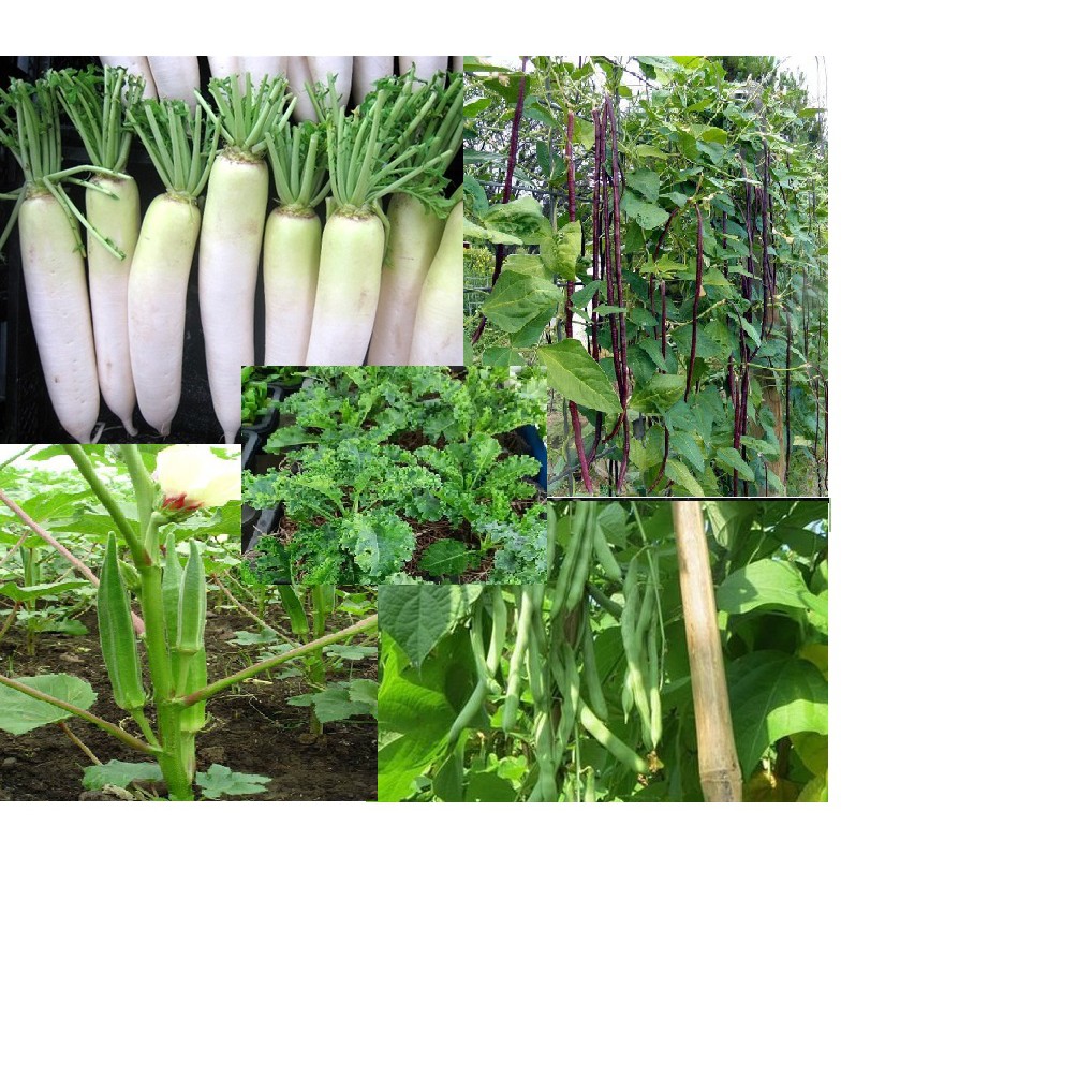 Đậu Bắp 200g