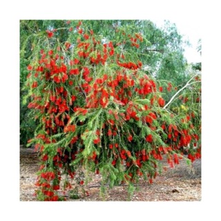 Cây hoa liễu siêu hoa