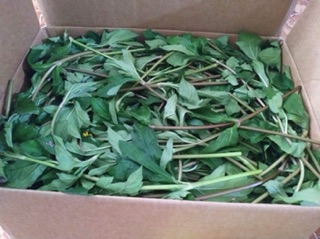 Sài đất tươi 1kg