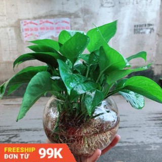 Trầu Bà Thái Trồng Thuỷ Sinh