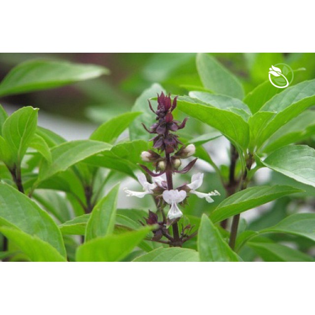 Hạt Giống Rau Quế Lá To Phú Nông - Gói 5g -Sweet Basil