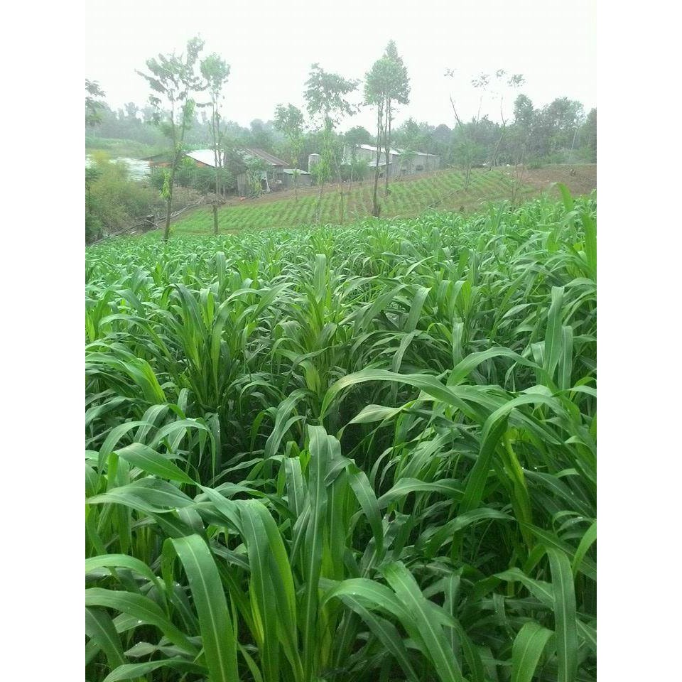 Hạt giống cỏ Sudan lai - Cỏ Cao Lương (gói 500g)