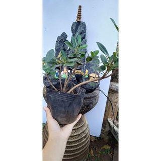 hòn non bộ có thác nước