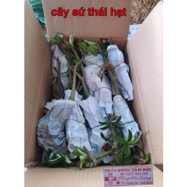 cây sứ thái hạt cánh kép