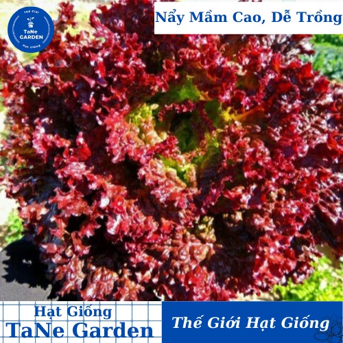 2000h Hạt Giống Rau Xà Lách Đỏ Xoăn Chịu Nhiệt Ruby - TaNe Garden