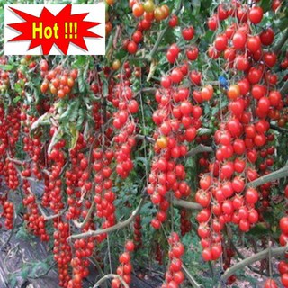 Hạt giống cà chua bi siêu quả