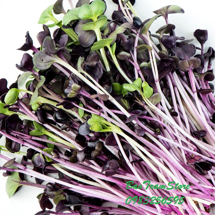 Phân phối Hạt giống rau mầm cải ngọt đỏ gói 20 gram xuất xứ Việt Nam hàng chính hãng, nhập khẩu và phân phối trực tiếp.