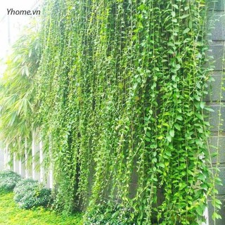 Cây 🌲 Cúc Tầng Ấn Độ