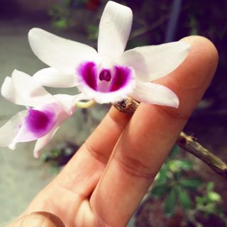 PHI ĐIỆP ÁM PHÚ THO-giả hạc phú thọ cánh am-Hiện nhà e đang chia sẻ 2 kie giá chỉ 200k.