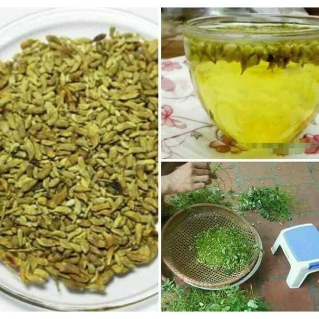 1kg Hoa hòe sao khô chữa huyết áp cao, mát gan