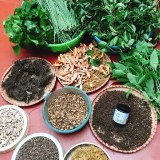 MUỐI NGÂM CHÂN Thảo mộc