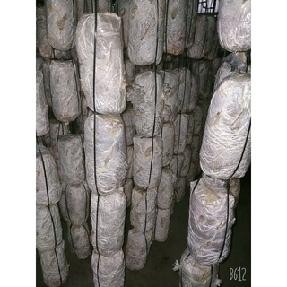 PHÔI NẤM BÀO NGƯ (NẤM SÒ)