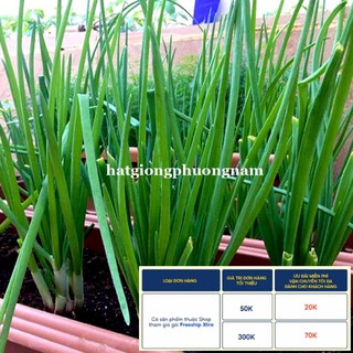 1GR - HẠT GIỐNG HÀNH LÁ