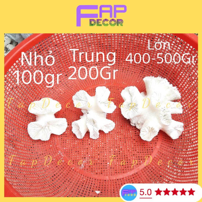 Chùm Bông Rạn San Hô Trắng Thiên Nhiên Trang Trí Thủy Sinh, Decor Bể Cá, Làm Quà Tặng, Trang Trí Kệ Tủ - FapFood