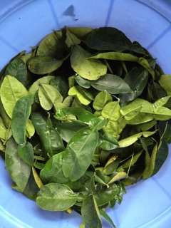 Dầu gội đầu thảo dược