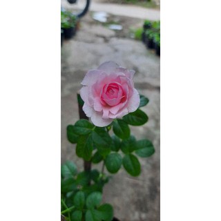 Hồng leo Mon coucer chậu c8