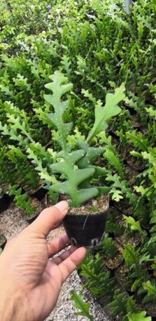 Cây Quỳnh xương cá