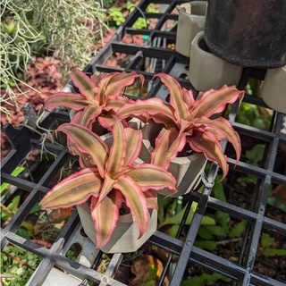 dứa phụng mini, dứa hồng, dứa Nam Mỹ, cây bán cạn, Bromeliads, Cryptanthus Pink Star, dứa màu