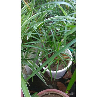 Cây thủy trúc - Cây thủy sinh (1 cây con cao khoảng 20 - 30 cm)