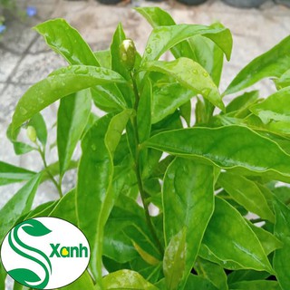 Cây Hoa Lài Nhật, Nhài Nhật