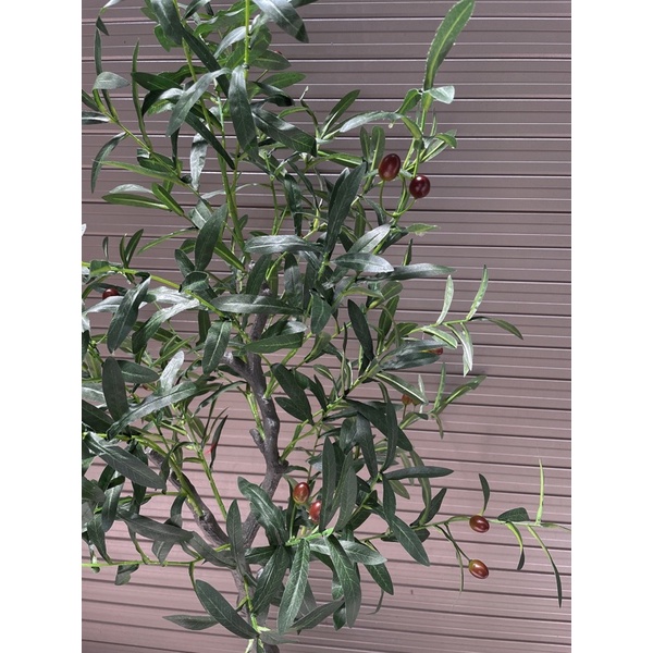 Cây Ô liu, Oliu ,Olive -loại cao cấp cao 1,2m ,1,7m decor sang chảnh