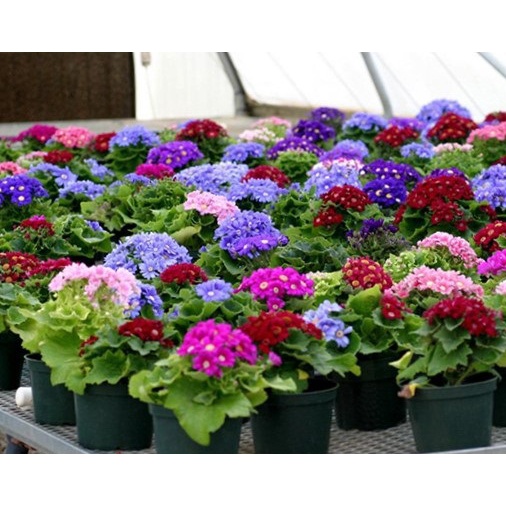 Chậu Nhựa Mini Trồng Sen Đá, Xương Rồng, Cây Cảnh Đầy Màu Sắc Cực Xinh Xắn