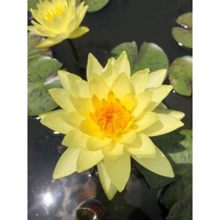 Củ hoa súng thái mini