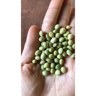 Hạt giống Đậu Nành Xanh - giống Thuần Chủng Việt Nam