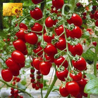 Hạt giống cà chua bi siêu quả f1