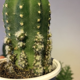 Xương rồng Echino