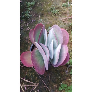 Sen đá cổ thụ 🦋 đỏ đà lạt