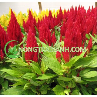 100h - hạt giống hoa mào gà đuôi phụng mix nhiều màu
